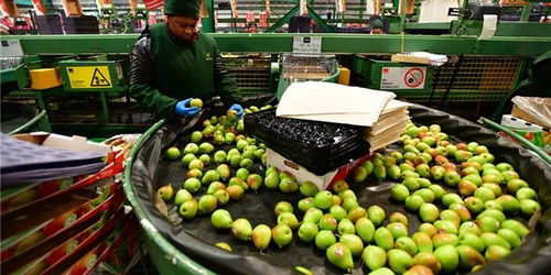 櫻桃對華出口嘗到甜頭，智利尋求多元化深化與中國合作